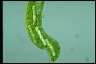 Euglena gigas