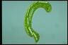 Euglena gigas