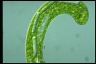 Euglena gigas