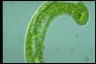 Euglena gigas