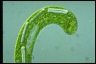 Euglena gigas