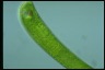 Euglena gigas