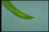 Euglena gigas