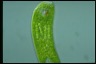 Euglena gigas