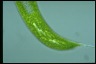 Euglena gigas