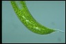 Euglena gigas