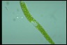 Euglena ehrenbergii