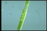 Euglena ehrenbergii