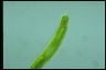 Euglena oxyuris