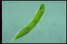 Euglena oxyuris