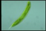 Euglena oxyuris