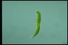 Euglena tripteris