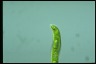 Euglena tripteris