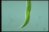 Euglena tripteris