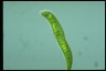 Euglena tripteris