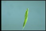 Euglena tripteris