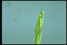 Euglena tripteris