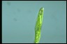 Euglena tripteris