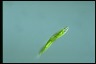 Euglena tripteris