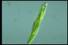 Euglena tripteris