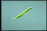 Euglena