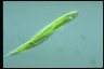 Euglena