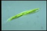 Euglena