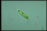 Euglena