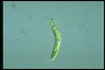 Euglena gaumei