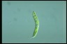 Euglena gaumei