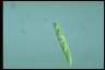 Euglena gaumei