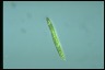 Euglena gaumei