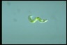 Euglena gaumei