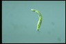 Euglena gaumei