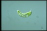 Euglena gaumei