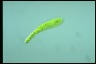 Euglena deses