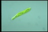 Euglena deses