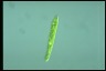 Euglena deses