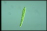 Euglena deses