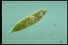 Euglena sanguinea