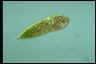 Euglena sanguinea