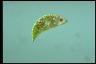 Euglena sanguinea