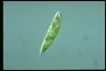 Euglena