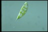 Euglena