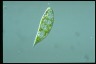 Euglena