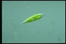 Euglena schmitzii