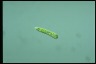 Euglena gracilis