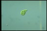 Euglena gracilis