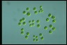 Chlamydomonas