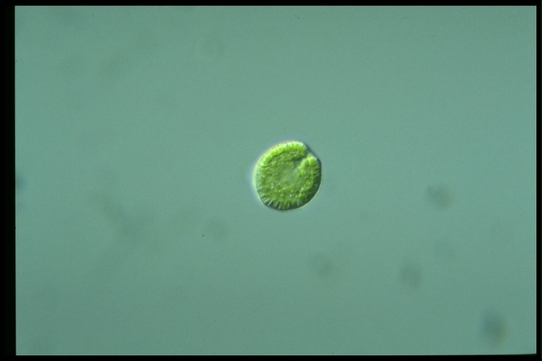 protist image